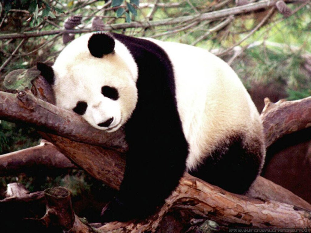 This is a Panda!